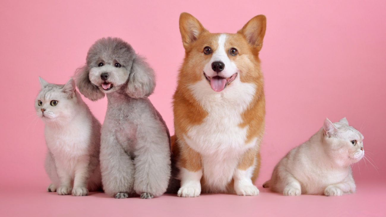 mercado-de-pets-brasileiro